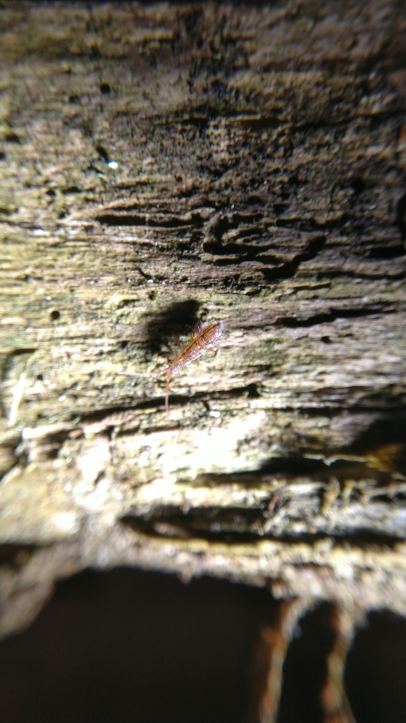Orchesella spectabilis