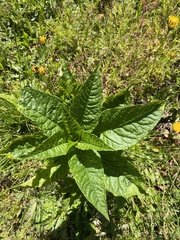 Pokeweed mosaic virus