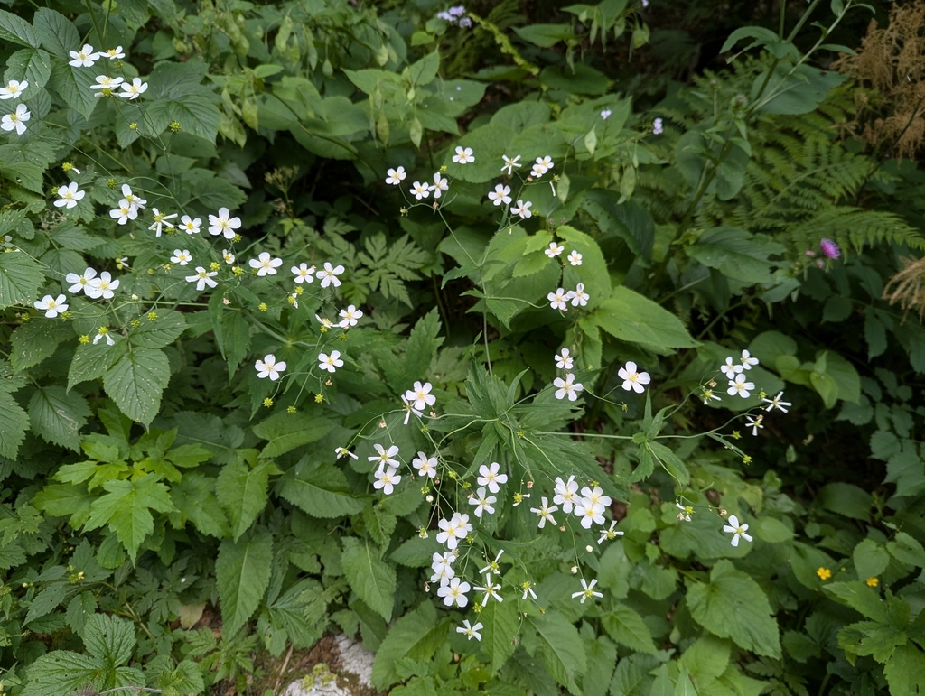 Ranunculus platanifolius; photograph (c) Elias, some rights reserved (CC BY)
