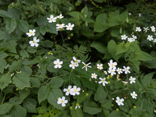 Ranunculus platanifolius, photograph 5