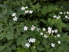(c) Elias, some rights reserved (CC BY) Ranunculus platanifolius, photograph (c) Elias, some rights reserved (CC BY)
