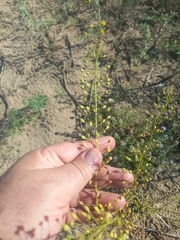 (c) Alexander Dubynin, some rights reserved (CC BY) Camelina microcarpa, photograph (c) Alexander Dubynin, some rights reserved (CC BY)