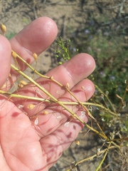 Camelina microcarpa, photograph (c) Alexander Dubynin, some rights reserved (CC BY)