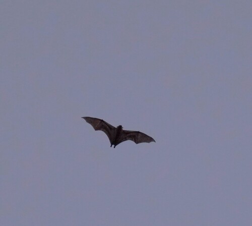 Straw-coloured Fruit Bat