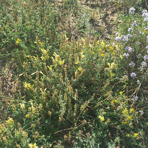 Scutellaria przewalskii, photograph 6