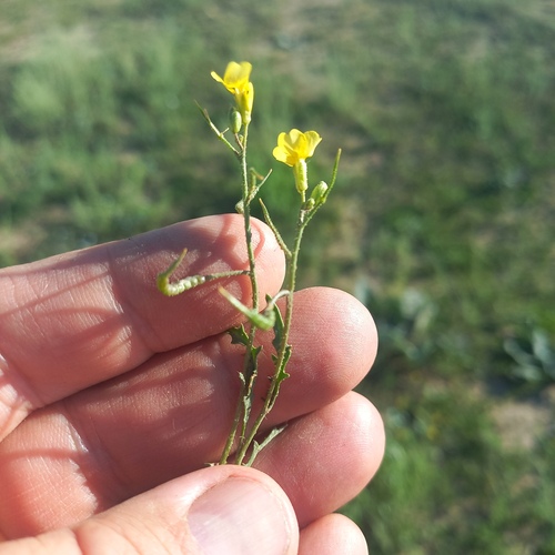 Chorispora sibirica
