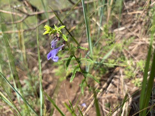 Siberian Skullcap