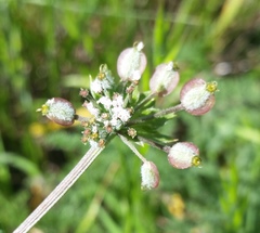 Lomatium dasycarpum