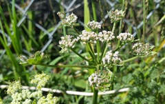 Lomatium dasycarpum