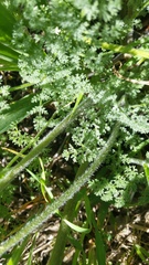 Lomatium dasycarpum
