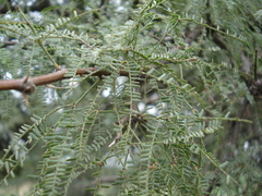 Prosopis caldenia