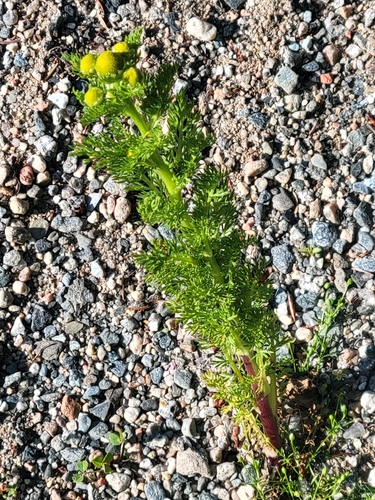 pineapple-weed