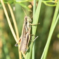 Dichroplus elongatus