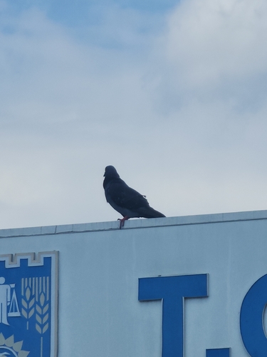 Feral Pigeon
