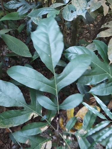 Artocarpus lanceifolius observed 2026-07-09