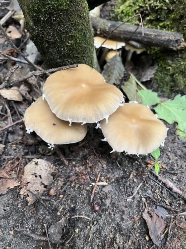 Kruchaweczka zaroślowa
