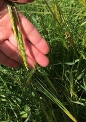 Hordeum spontaneum