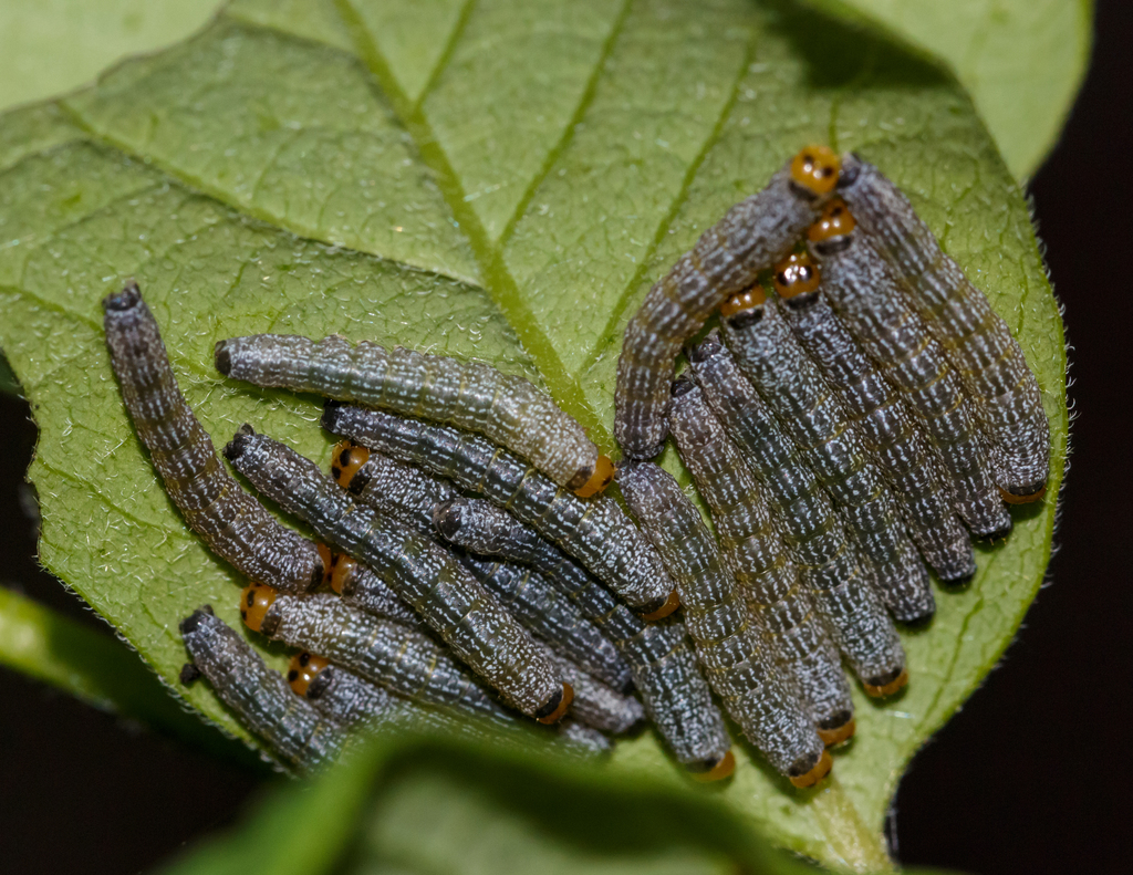 Large Necklace Moth