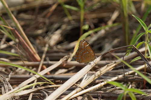 Guineafowl Butterfly