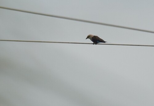 Blue-bellied Roller