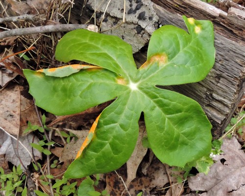 Mayapple Rust