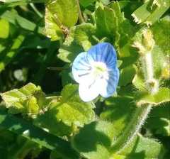 Veronica persica