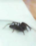 Lampona cylindrata