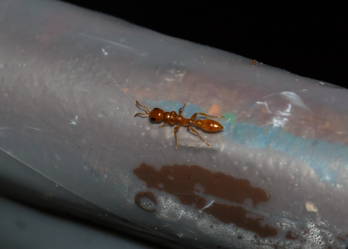 Golden Twig Ant photo 6