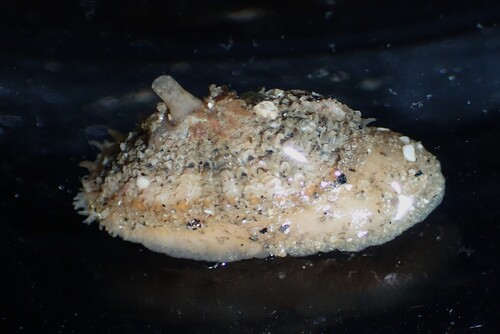 Lucapinella callomarginata observed 2026-06-24