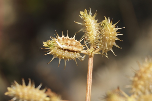 Caucalis platycarpos, photograph 3