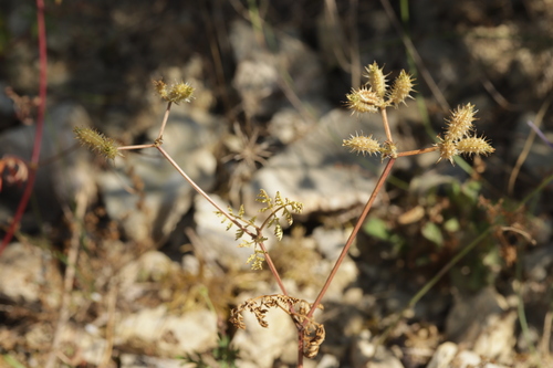 Caucalis platycarpos, photograph 2