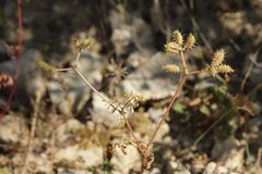 Caucalis platycarpos, photograph (c) Björn Sothmann, some rights reserved (CC BY-SA)