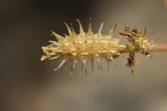 Caucalis platycarpos, photograph (c) Björn Sothmann, some rights reserved (CC BY-SA)