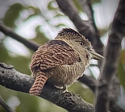 Barred Puffbird (Nystalus radiatus), photo 5