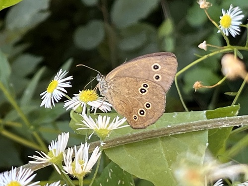 Ringlet