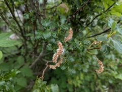 Salix waldsteiniana, photograph (c) Elias, some rights reserved (CC BY)