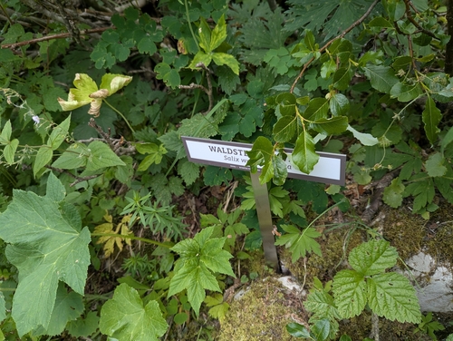 Salix waldsteiniana, photograph 3