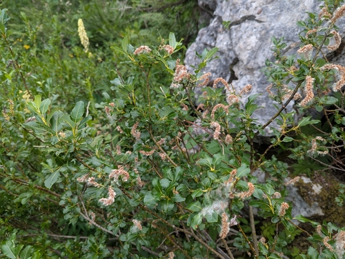 Salix waldsteiniana, photograph 2