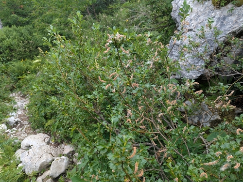 Salix waldsteiniana