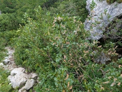 Salix waldsteiniana