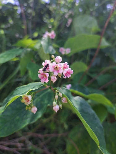 spreading dogbane