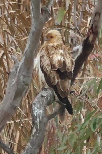 Whistling Kite