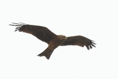 Black Kite