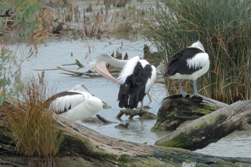 Australian Pelican