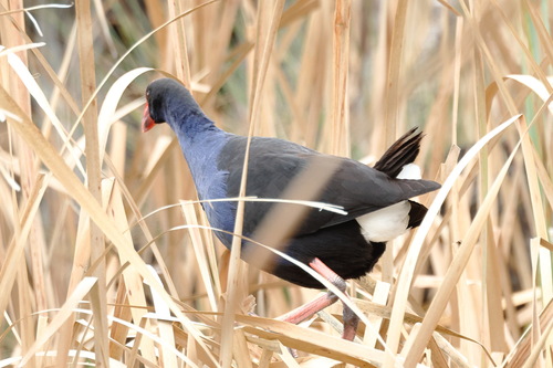Australasian Swamphen