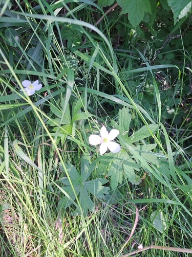 Canada anemone