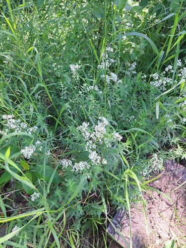 Northern Bedstraw
