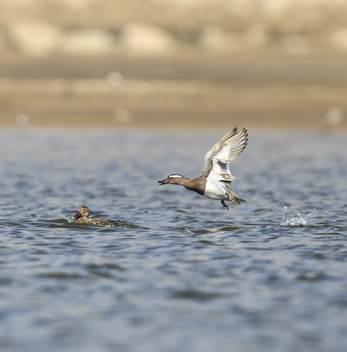 Garganey