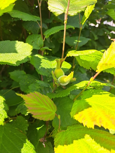 beaked hazelnut