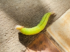 Opsiphanes invirae amplificatus